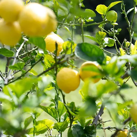 בית נופש Teide Eco Harmony El Amparo