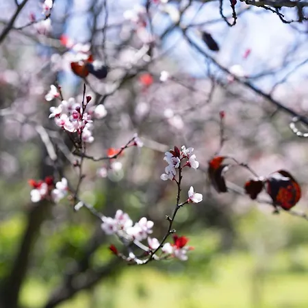 Teide Eco Harmony בית נופש *