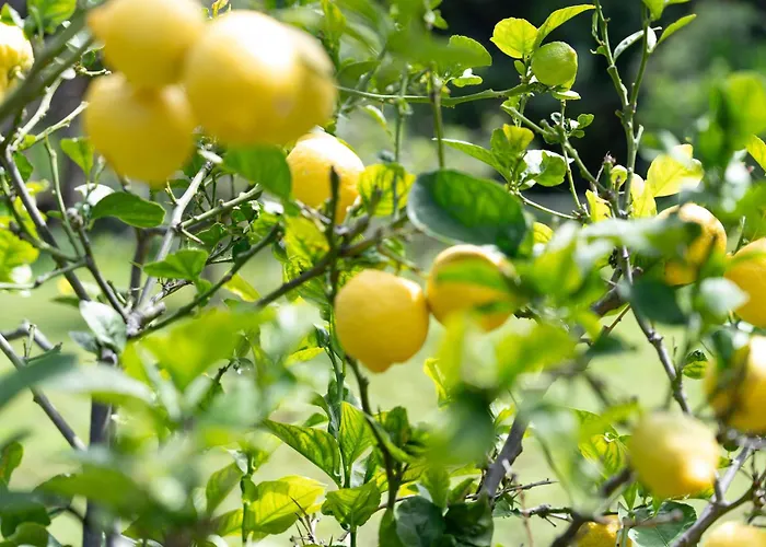 Prázdninový dům Teide Eco Harmony El Amparo
