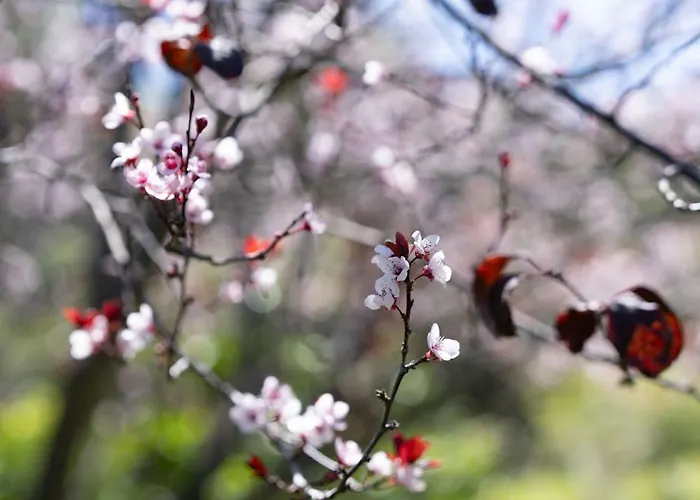 Teide Eco Harmony Prázdninový dům *
